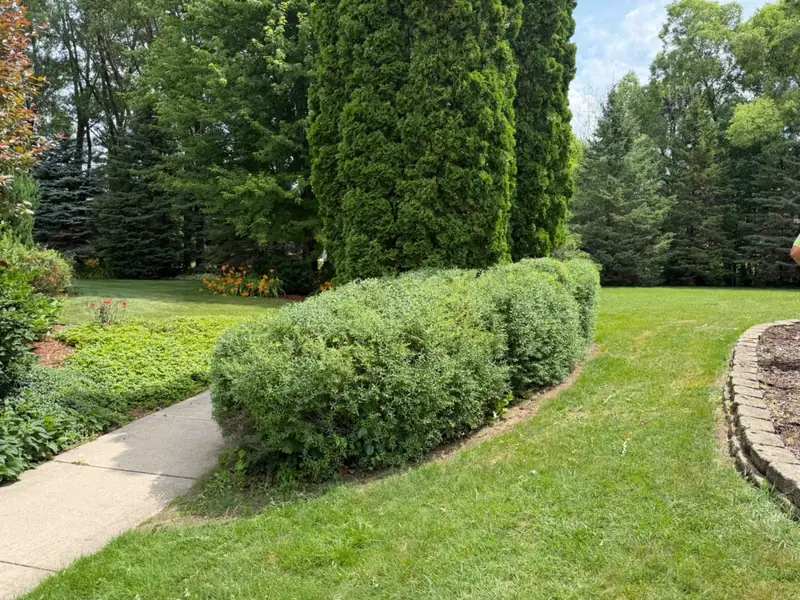 Overgrown shrubs after